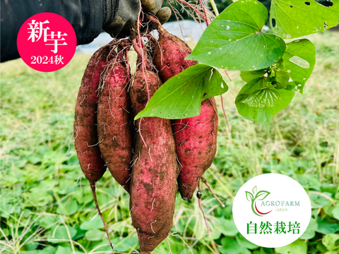 【福袋】🍠おまけ付き🍠 ② アグロファームの『紅はるか』大感謝福袋 ②  ２ヶ月貯蔵 新旬芋!! 2.5kg!!!