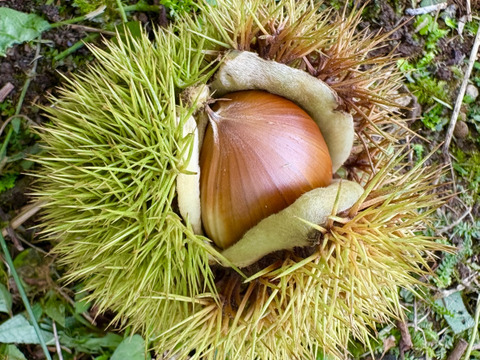 【期間限定】むき栗 お試し200g　味、香り、絶品！！ほっぺのおちるむき栗(熊本県産)※真空パック ※冷凍希望の方はお申出下さい