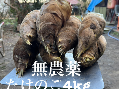農薬無使用　千葉県産　たけのこ　4kg
