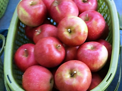 シナノスイート　家庭用　小玉　3キロ箱（3.2キロほど入ります）【JA基準より60％減の低農薬栽培】葉とらずりんご