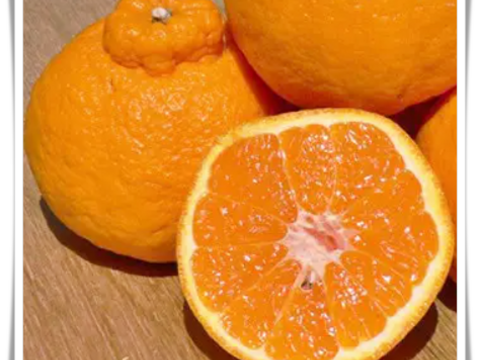 【数量限定☆希少の高級柑橘🎁】不知火4㎏🍊