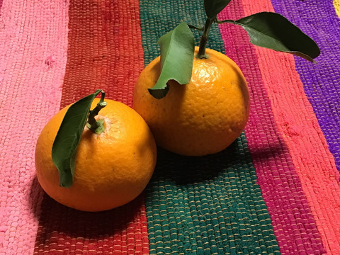【農薬不使用】収穫したてをお届け！ねこ農園の清見オレンジ３kg