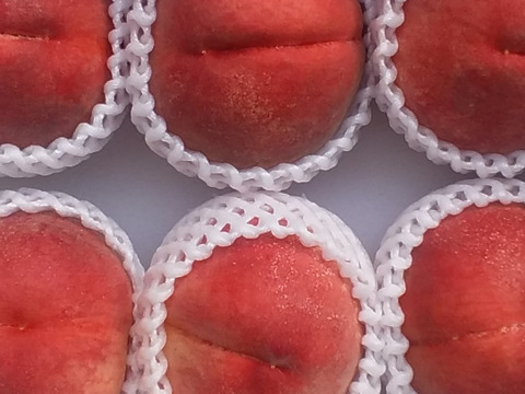 【残りわずか】今年の食べおさめ❰川中島白鳳桃❱2K用箱詰和歌山産