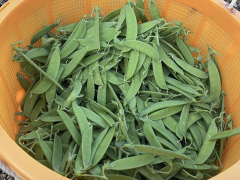 和歌山県産【絹さや】（秀品）1キロ