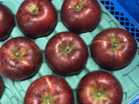 次は来年です🍎【色も濃い味も濃い】秋映3キロ箱6玉〜15玉サイズ 商品ID42530 りんご3兄弟 9月 10月 長野県 信州 安曇野 リンゴ 幻 幻のリンゴ 予約 希少 旬