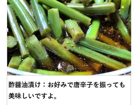 ワラビ  トロっトロな食感がクセになる＜約1000g＞(わらび、蕨)