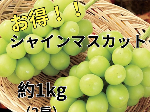 お得！大粒！ジューシー！長野県産シャインマスカット約1kg(2房)