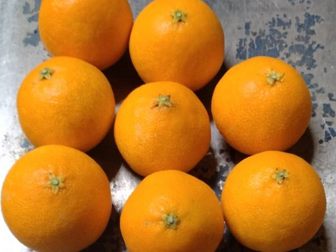 大特価！】☆ 地元でも大人気！ 興居島産 愛果 【まどんな】 10kg M