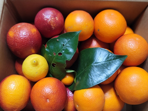 【三ヶ日産】ブラッドオレンジ   約2.5kg