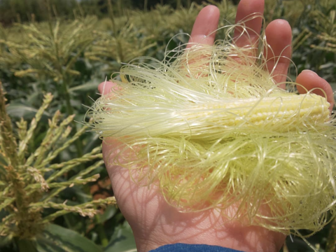 白色とうもろこし　１４本（330〜380g）