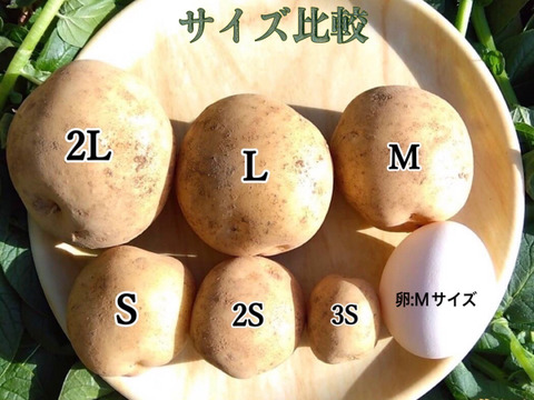 【掘りたて】種子島産　新じゃがいも　2S・S・Mサイズ　4kg(箱別)
