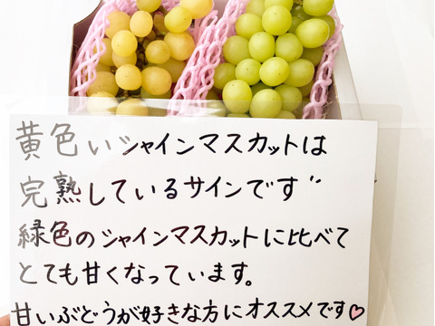 【黄色い小粒】シャインマスカット【完熟1kg】