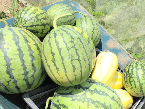 【セット商品】「スイカ🍉２〜３kg ２個とマクワウリ1個のセット」 〜縄文時代から食べられていたほのかな甘さのマクワウリ〜