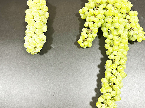 世界最大最古ぶどう！岡山県産ネヘレスコール（1～2房）