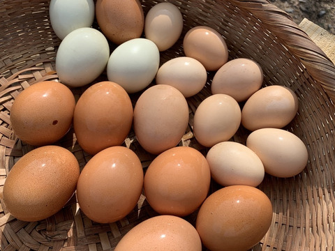 本気の自然養鶏！【養生卵・プレミアム烏骨鶏】１２個（６個×２パック）