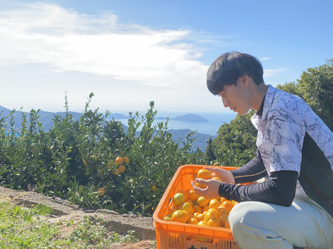 初春の柑橘食べ比べ❗️『清見タンゴール』と『はるか』大玉　2kg（各1kg）ご家庭用