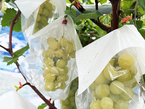 【サングラスぶどう】次世代ぶどう！岡山県産種なしマスカサーティーン（約1kg、2～4房）