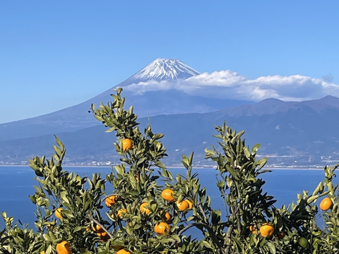果汁たっぷり、この味衝撃！　ゆら早生　由良【小玉　3kg】
