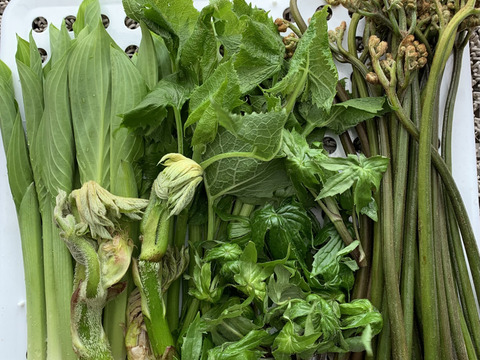 期間限定！山の恵みセット‼︎山菜詰め合わせ
天然山菜 約1500g(ワラビ、ウルイ、ボウナ、フキ、ウド、
ミズ等)