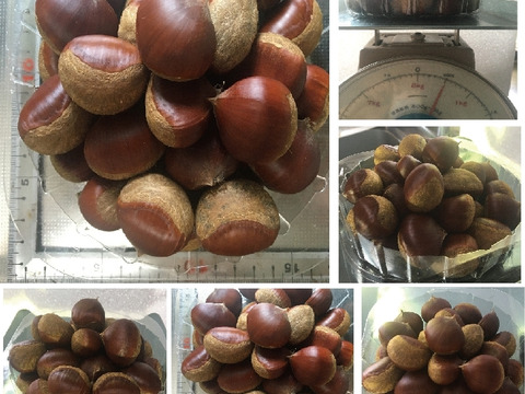 農薬不使用栽栽培　兵庫産　ホクホク甘い和栗（500ｇ）⑦