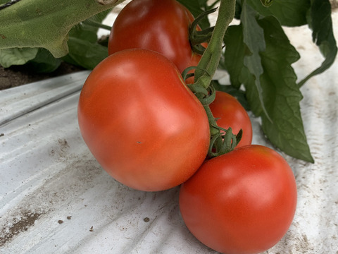 奇跡の糖度10.5度　岩手プレミアムトマトジュース　720ml  高級トマト品種使用　安心の無添加