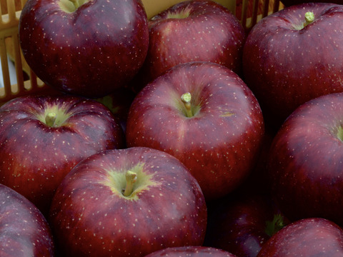 売り切れ【秋映】家庭用✨シャキッと食感！味も色も濃い秋のりんご！