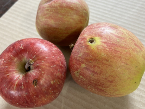 ★大人気★🍎葉とらずふじ🍏王林（家庭用１３～２０玉）約５キロ　ID124974