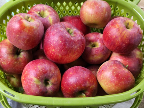 【収穫即日出荷！】サンつがる＋シナノリップ　家庭用　3キロ（2：1）JA基準より60％減の低農薬栽培【りんご食べ比べ】