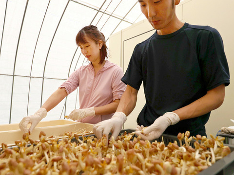 落花生の風味がそのまま！ピーナッツもやし 600g
