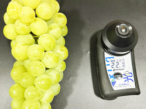 【ぶどう食べ比べ】2色おいしいぶどう詰め合わせ！シャイン/ドルチェ（約1.5kg、2～4房）