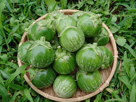 タイナス1.5kg ✽ グリーン茄子 農薬化学肥料不使用