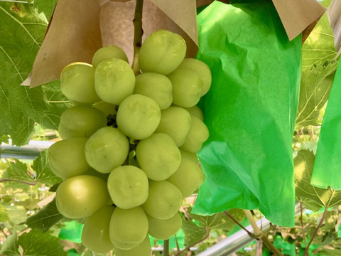 【贈り物に】白の極み – 贅沢な白ぶどう食べ比べ3種