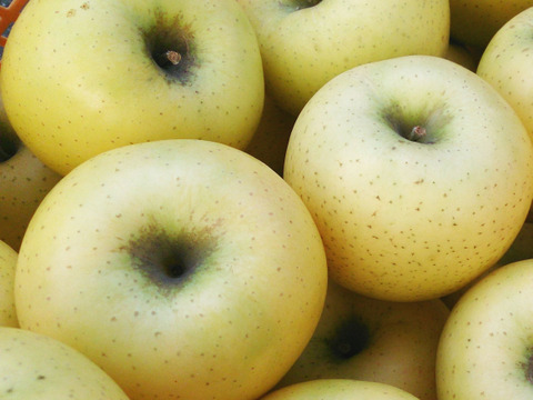 『シナノゴールド』ご家庭用約３ｋｇ　酸味が強めで甘さとのバランス抜群！大人のりんご！