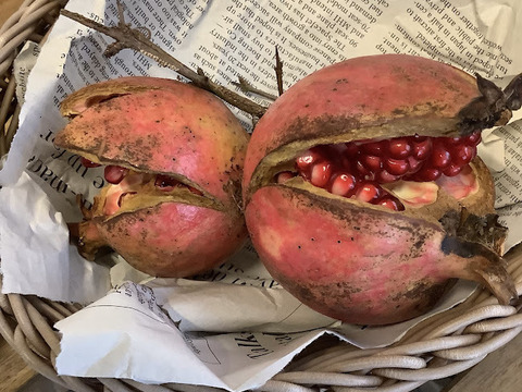 【希少‼数量限定】国産ザクロ　約250ｇ　※早い者勝ちです。