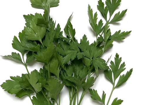 【最短即日出荷】イタリアンパセリ 1kg
