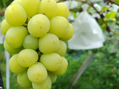 棚田で育てた🍇岡山県産シャインマスカット（ご家庭用・１ｋｇ）