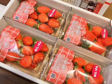 🌟赤城の恵ブランド🌟認定　厳選「やよいひめ」4PK入　家庭用　贈答用　プレゼント