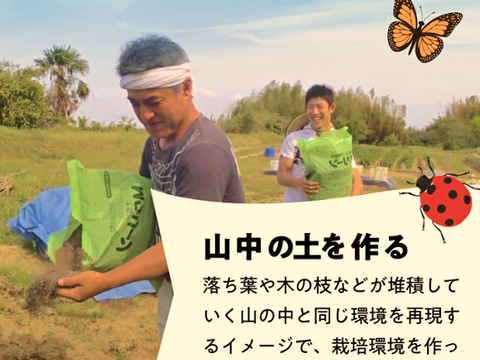 さつまいも 紅はるか 農薬化学肥料不使用 有機 肥料のみ 【新発売】紅はるか 訳あり 約9.5Kg　10ｋｇ箱 千葉県産 B品S~Lサイズ