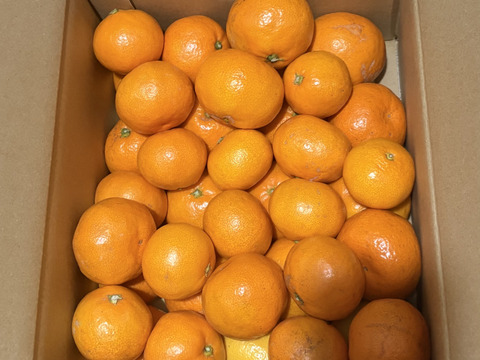 有田みかん【サイズ混合】3.3kg (箱込)