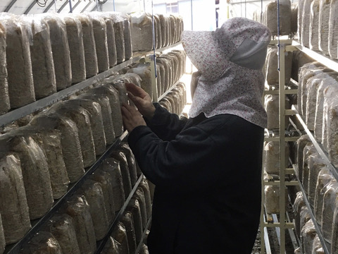 ＜乾燥80g＞栄養たっぷり！食感たのしい【国産】きくらげ