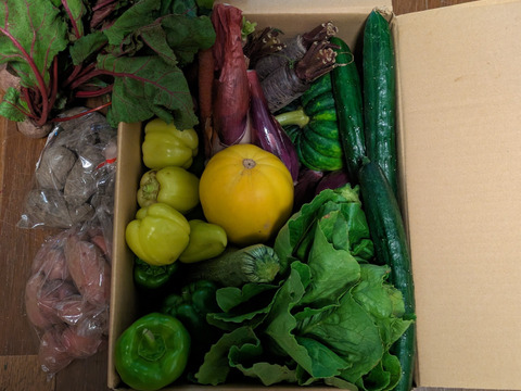 【8〜10品目】カラフル夏野菜ボリュームセット