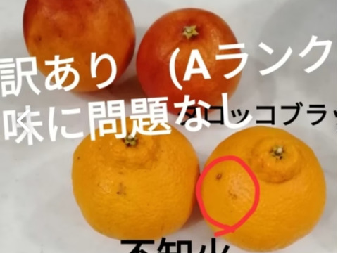 3月）春爛漫よくばりセット