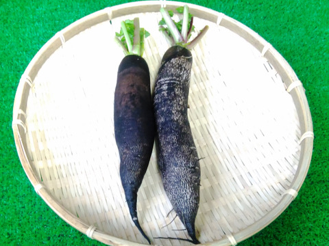 おっとビックリ!黒大根!ちょっぴり辛くてオロシで美味しい!