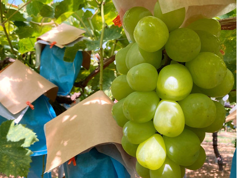 【ワケあり】家庭用極大粒ぶどう 雄宝 1.2kg(2~3房)