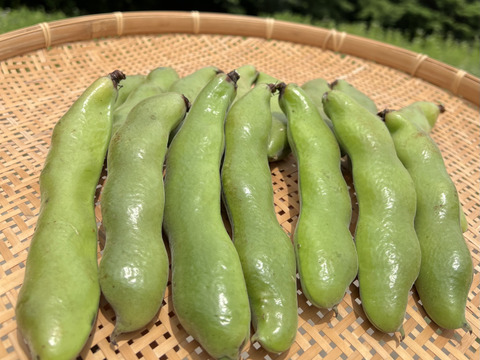 初夏の旬！🫛✨オーガニック空豆　1kg 
Organic Fava beans 【有機JAS認証取得】