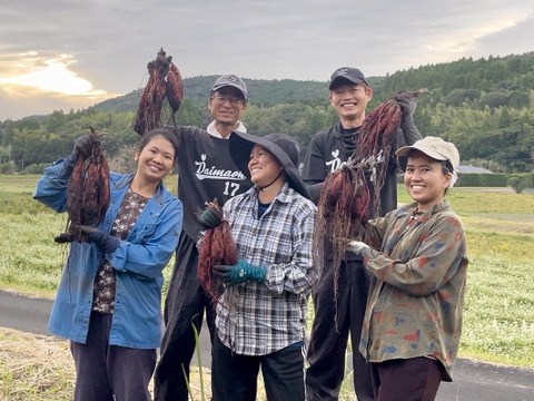 【自社農園栽培】紅はるか「いも天」冷凍