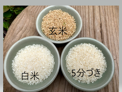 玄米５K R５新米特別栽培米　京都丹後コシヒカリ