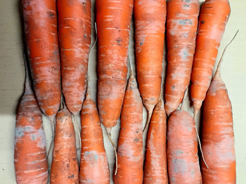 厳寒・冬越え！人参！里芋！小物男爵トリオセット！
～農薬/化学肥料・不使用