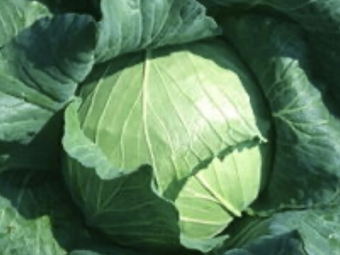 有機JAS認定肥料でじっくり育てた、鉄腕DASHゼロ円食堂にでた、キャベツサトウくん1.5kx3