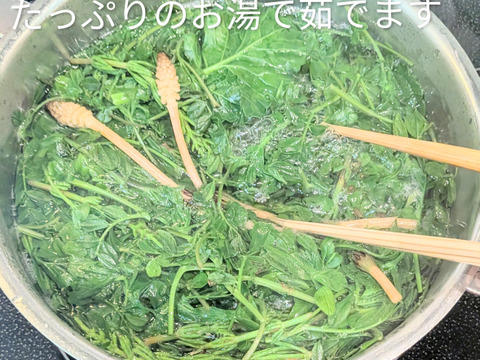 春先の柔らかなおまかせ野草セット🌿カラスノエンドウ、スギナ（つくし）、ヨモギ、ハコベ、その他 ※ご注文のタイミングによって変化しますのでおまかせセットとなります※不用な野草はご連絡ください